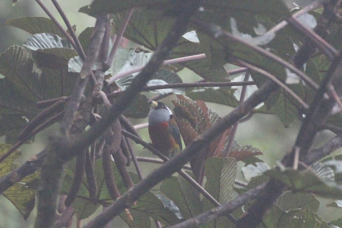 Toucan Barbet - ML475140841