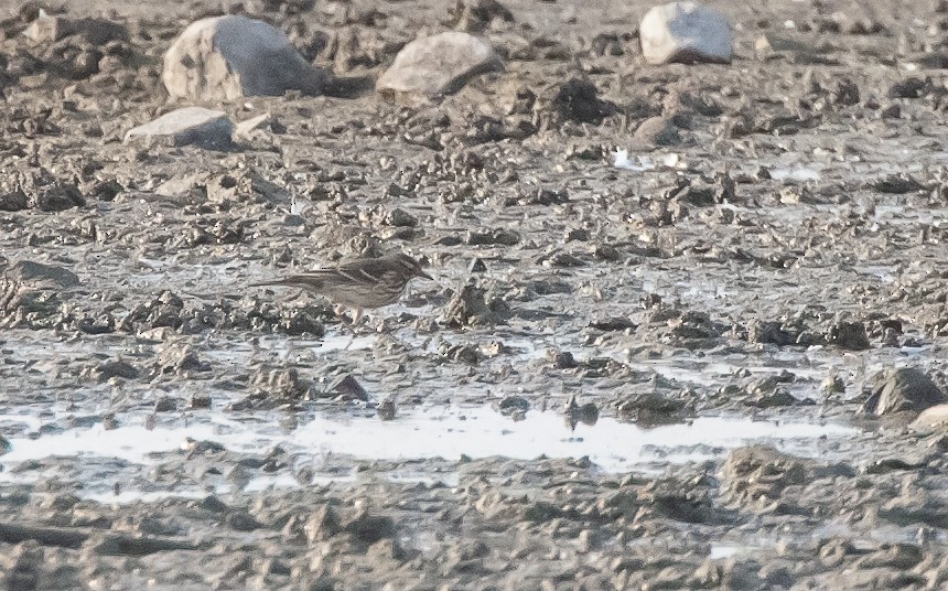 American Pipit (japonicus) - ML475141541