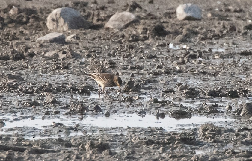 American Pipit (japonicus) - ML475141591