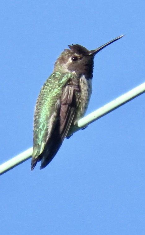 Anna's Hummingbird - ML475141611