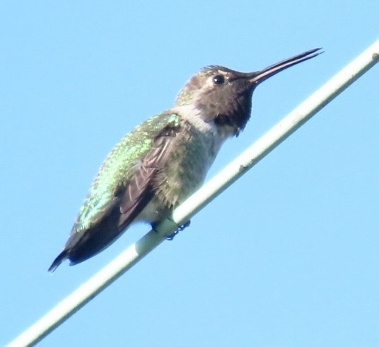 Anna's Hummingbird - ML475141621