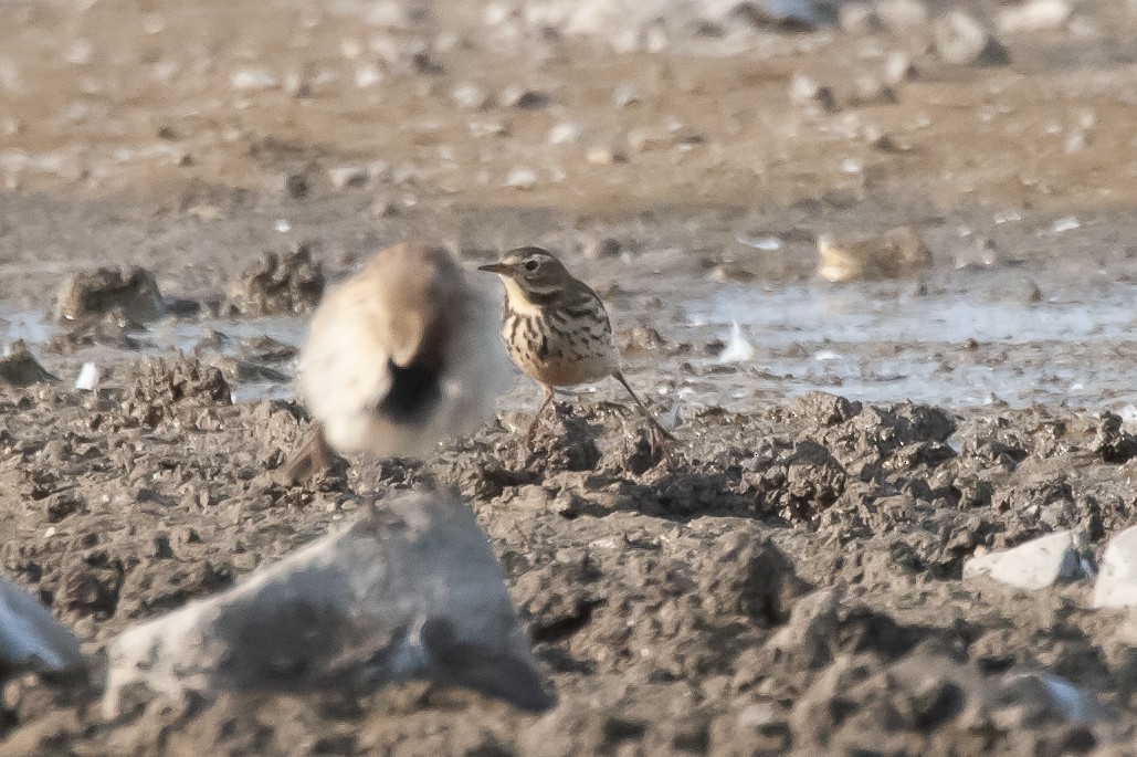 American Pipit (japonicus) - ML475141691