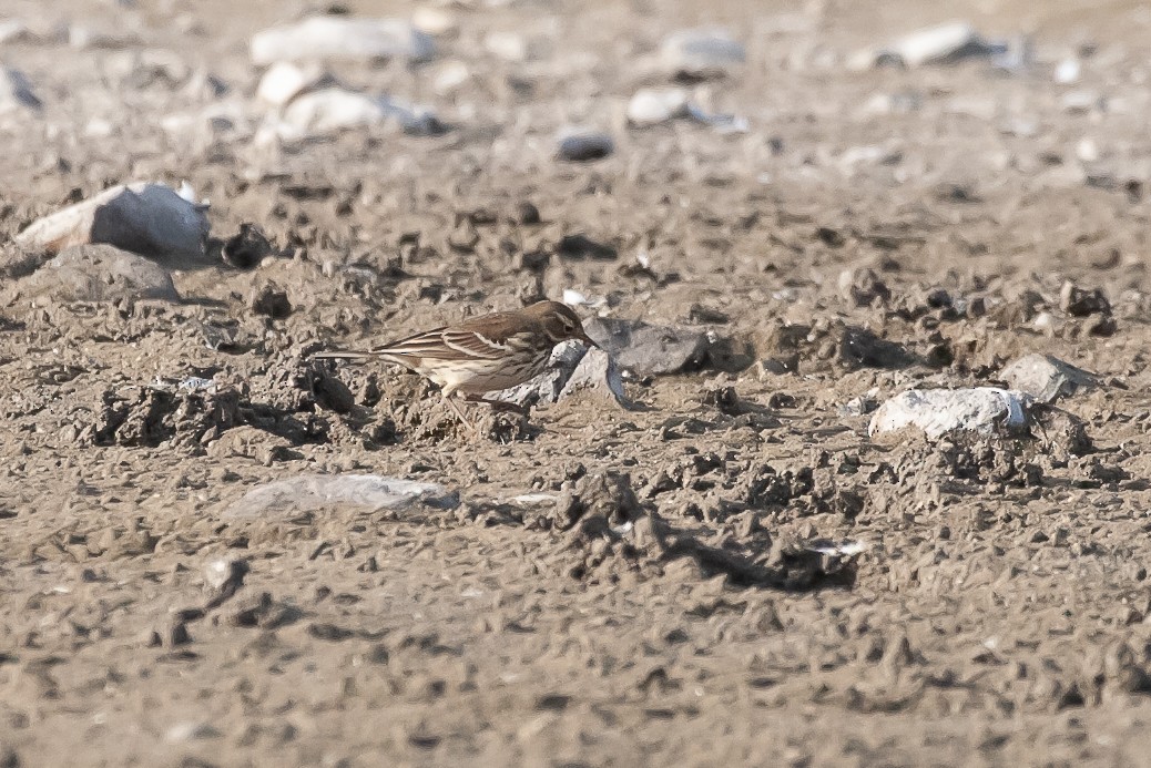 American Pipit (japonicus) - Chris Jones