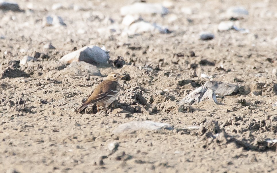 American Pipit (japonicus) - ML475141861