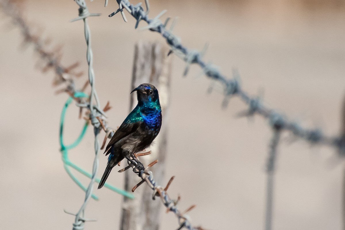 Palestine Sunbird (Palestine) - ML475141961