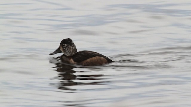 Ring-necked Duck - ML475142