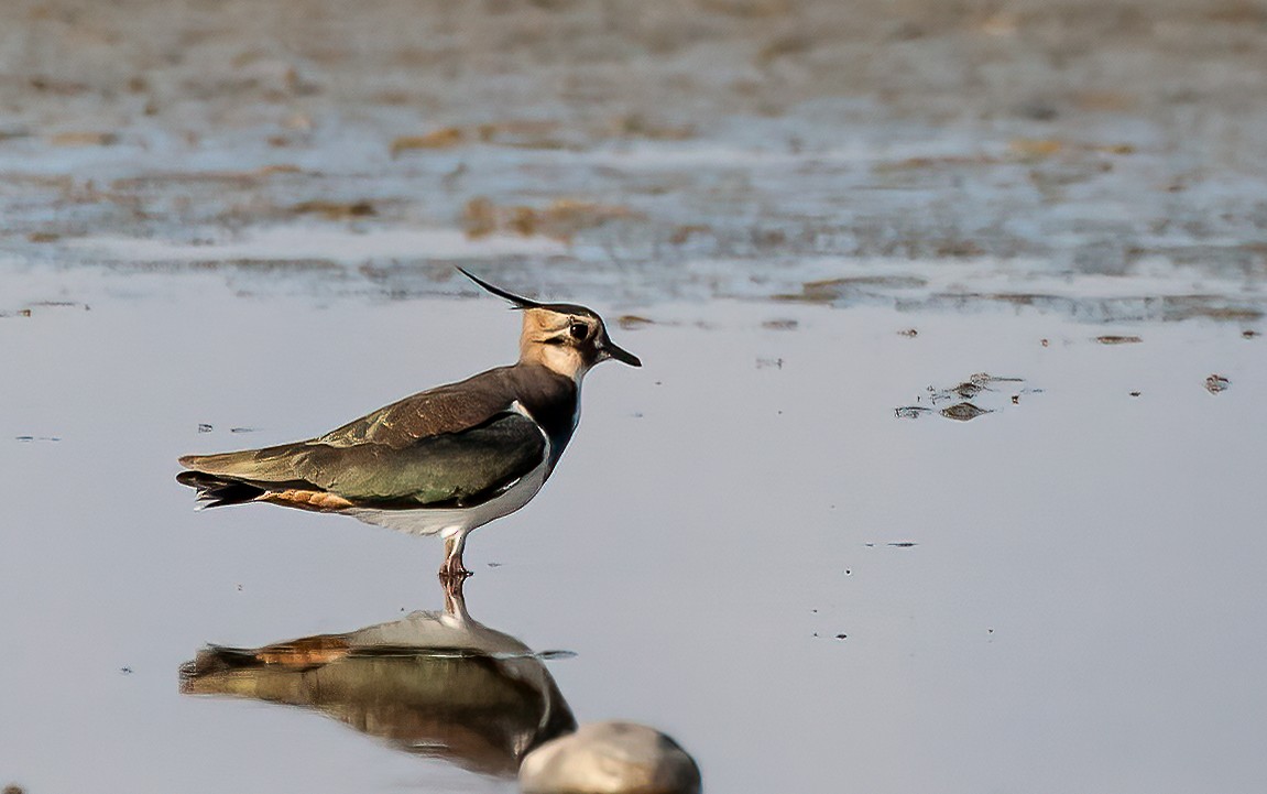 Northern Lapwing - ML475142061