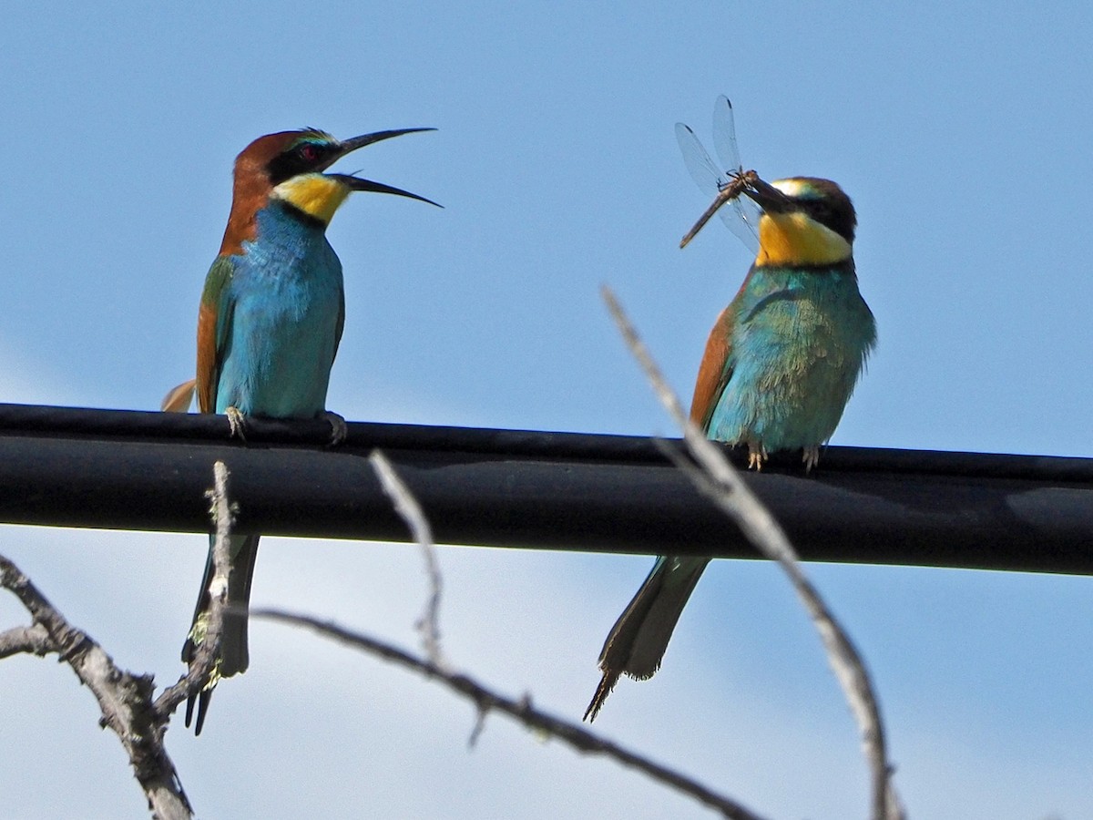 European Bee-eater - ML475142571