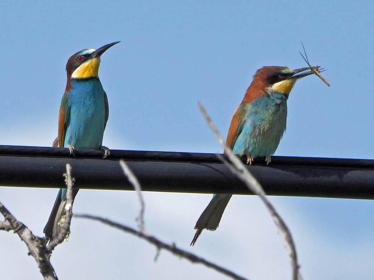 European Bee-eater - ML475142591