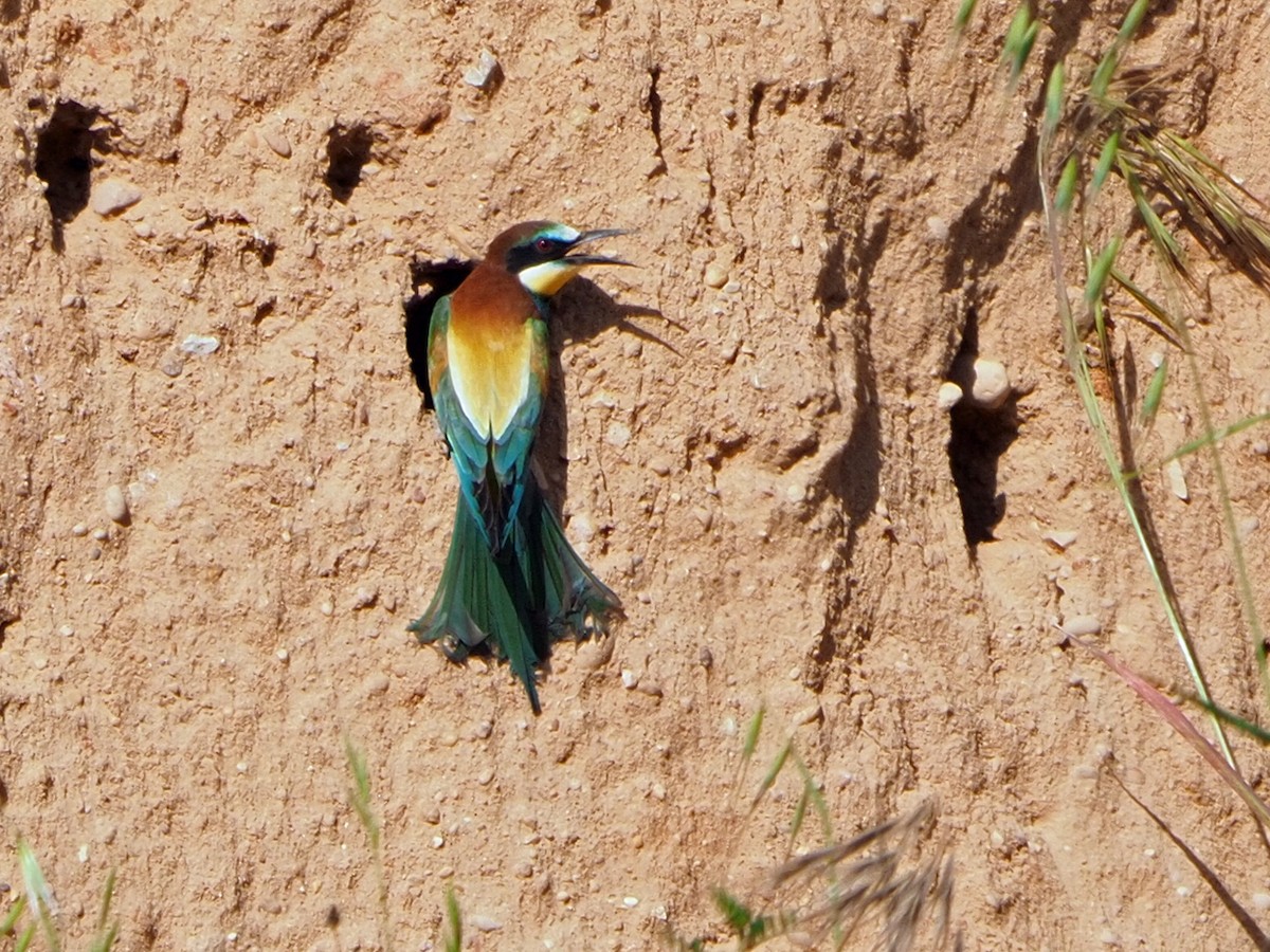 European Bee-eater - ML475142601