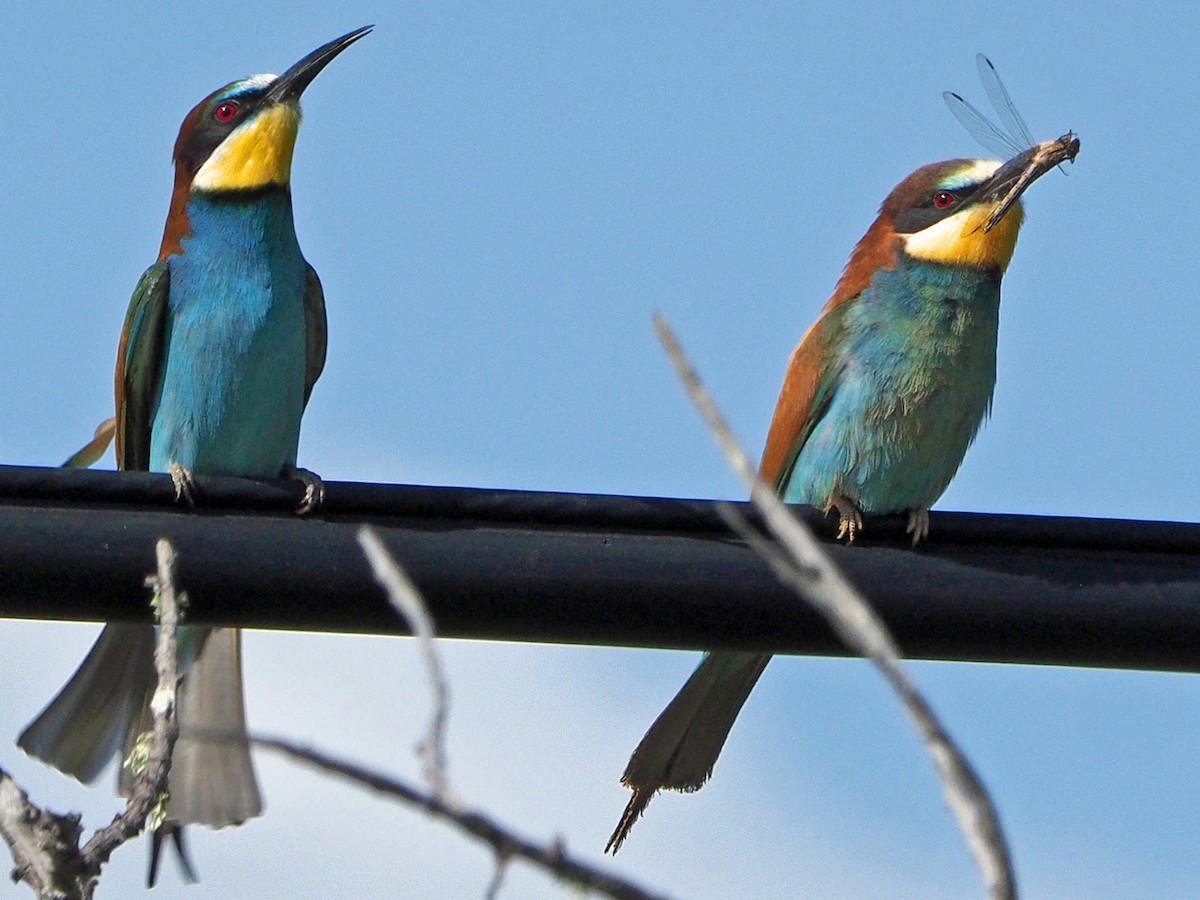 European Bee-eater - ML475142611