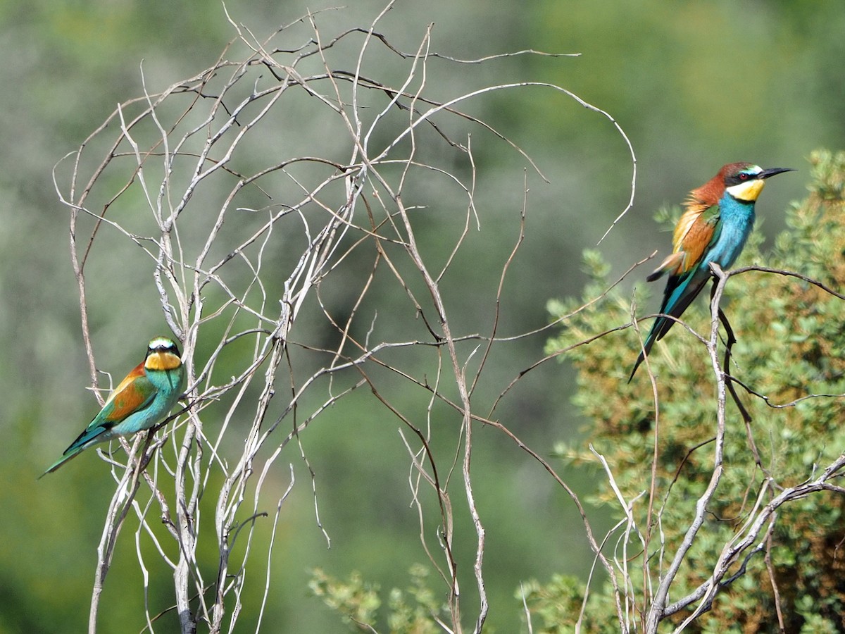 European Bee-eater - ML475142621