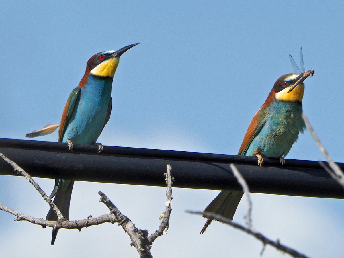 European Bee-eater - ML475142661