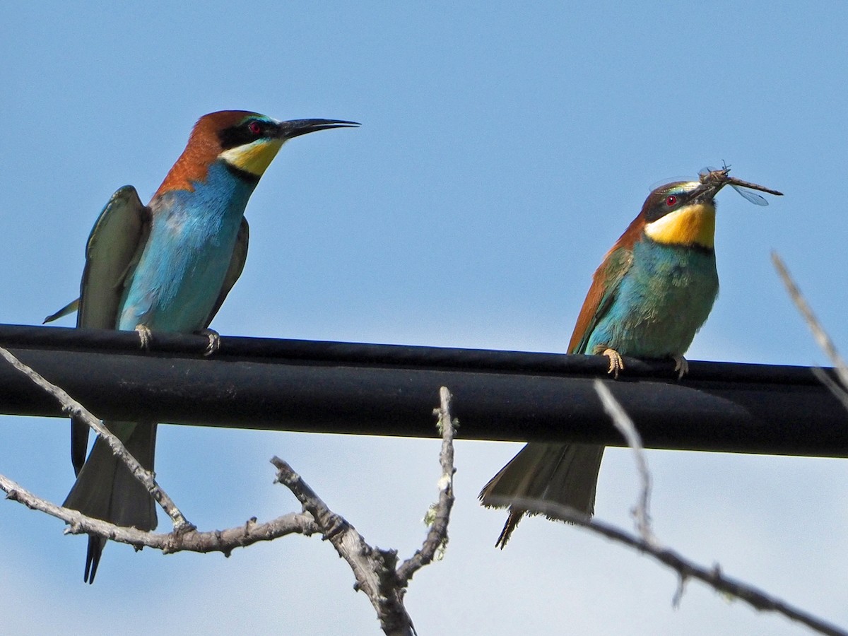 European Bee-eater - ML475142671