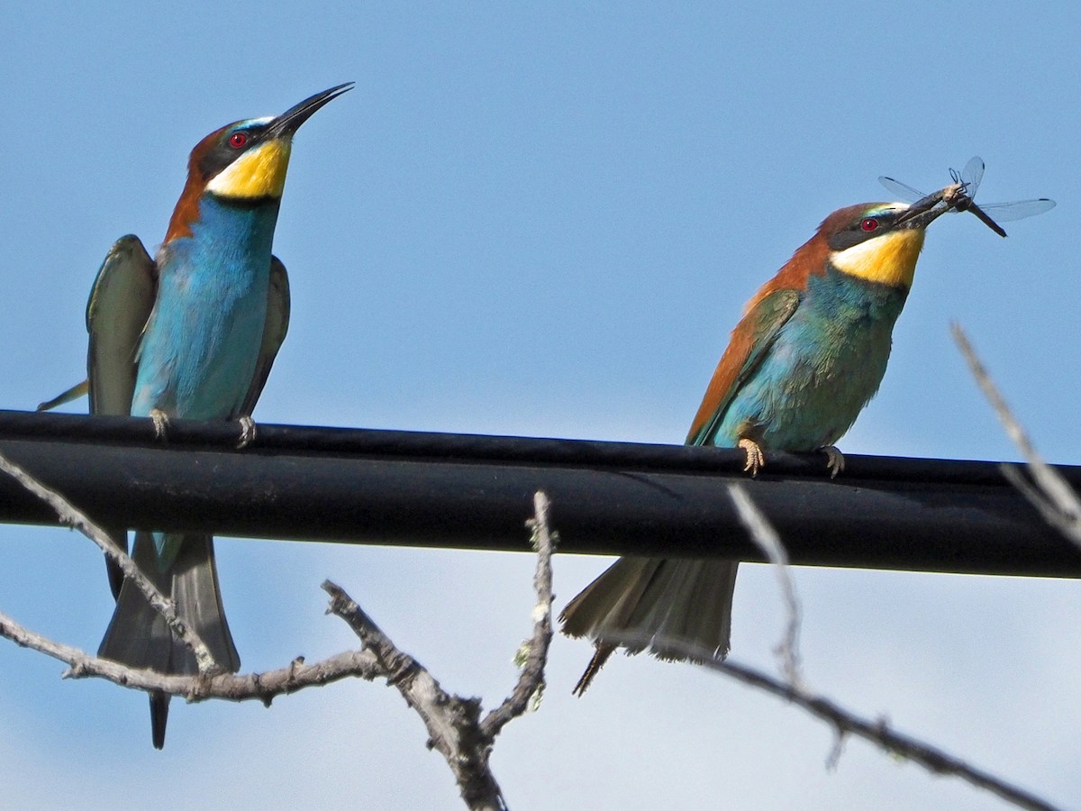 European Bee-eater - Brian Carruthers