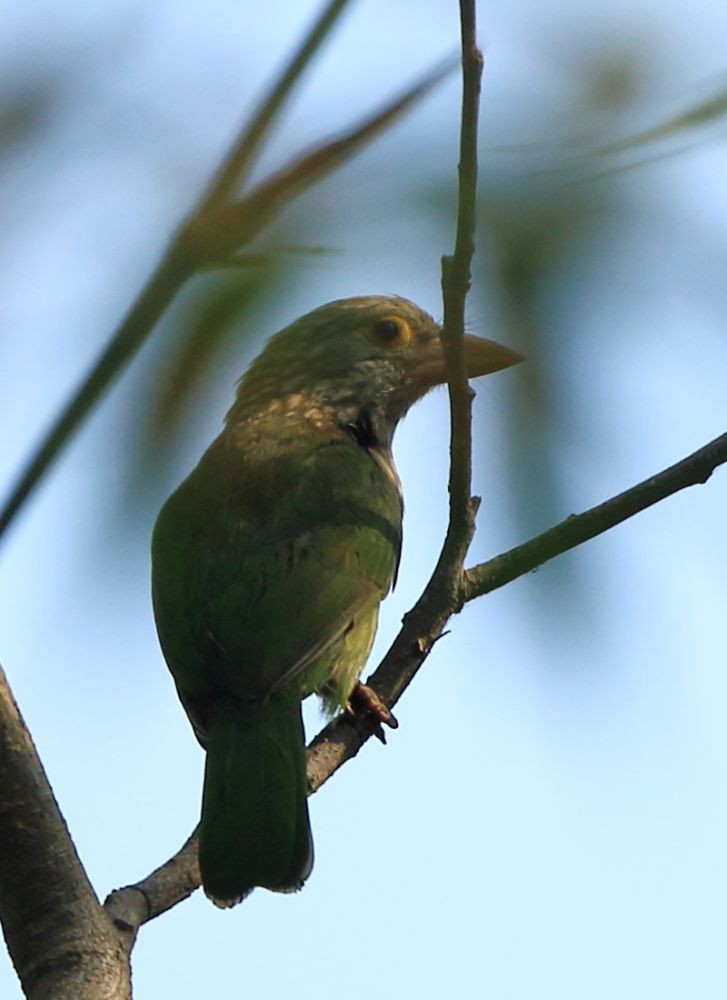 Lineated Barbet - ML47514281