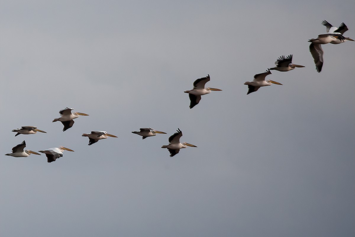 Great White Pelican - ML475142841