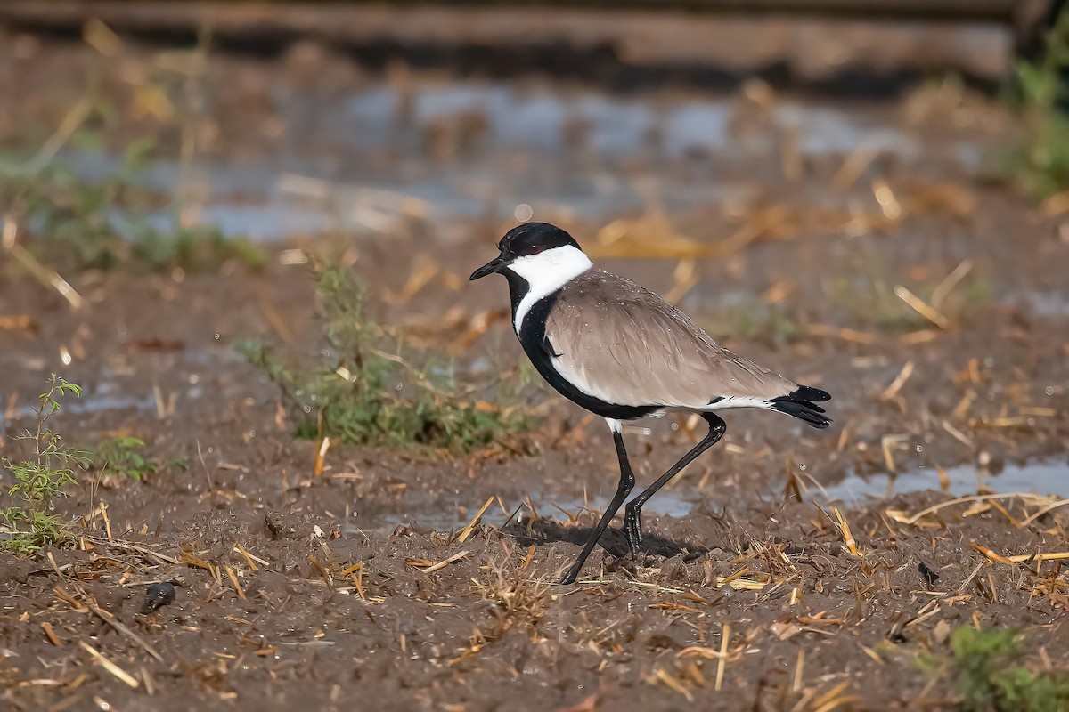 Spur-winged Lapwing - ML475142881