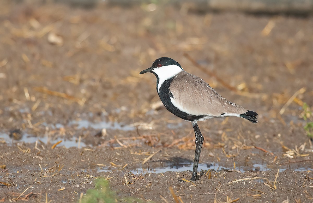 Spur-winged Lapwing - ML475142891