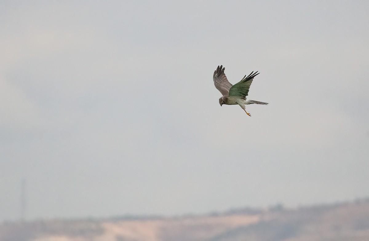 Pallid Harrier - ML475142961