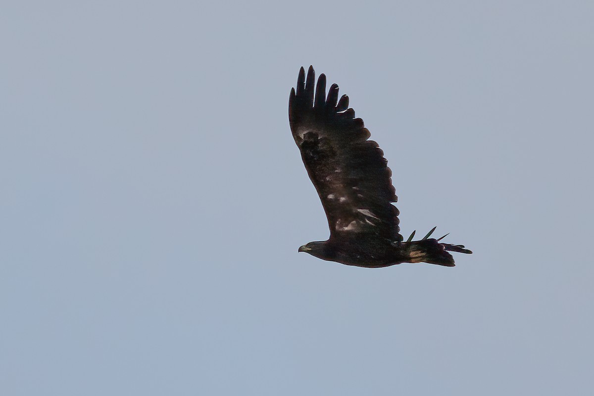 Greater Spotted Eagle - ML475142991