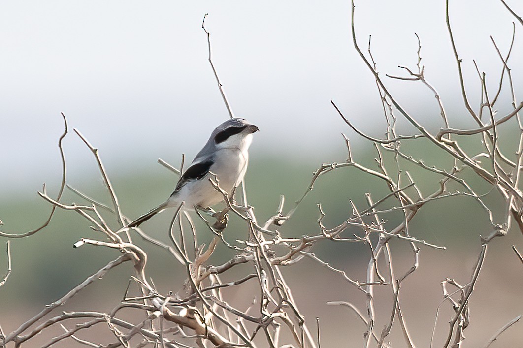 Great Gray Shrike - ML475143041