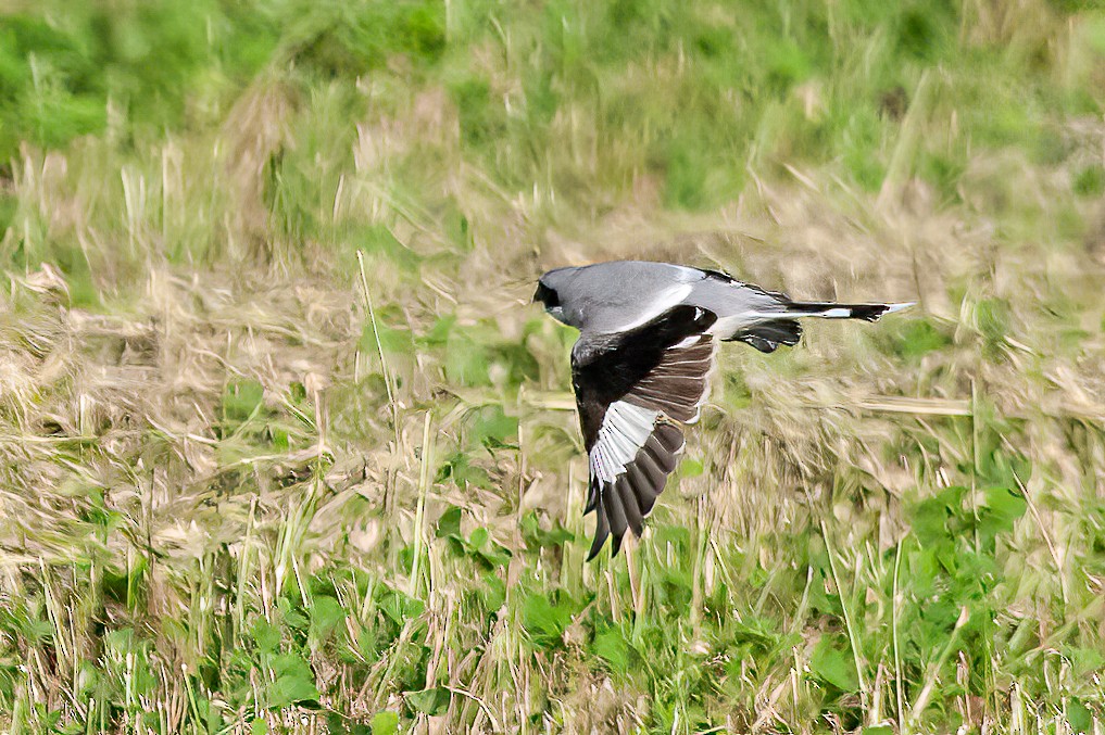 Great Gray Shrike - ML475143071