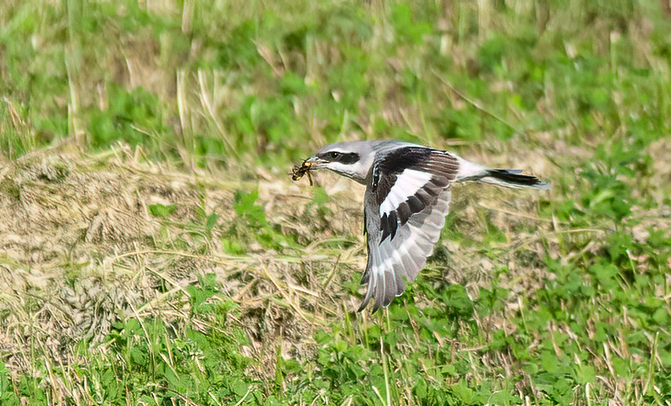 Great Gray Shrike - ML475143111