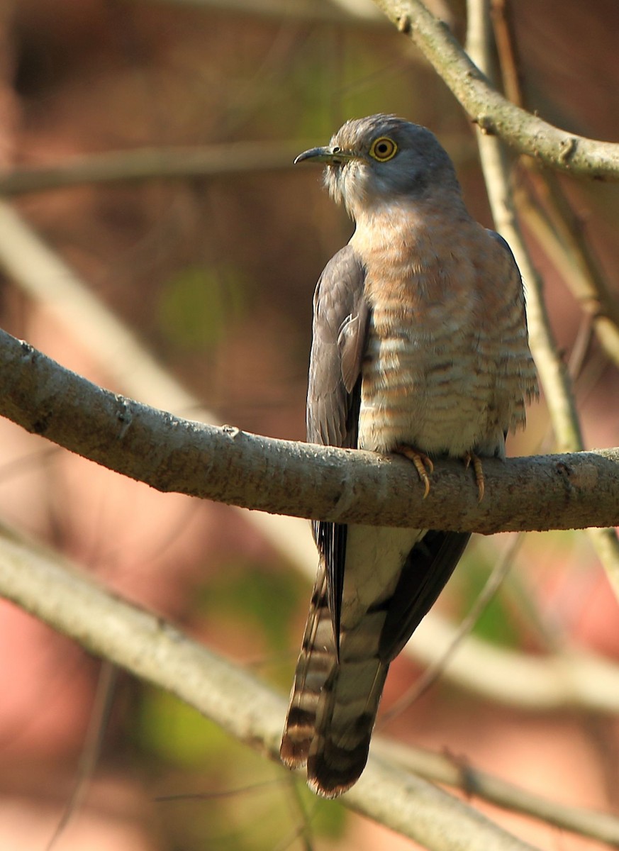 Common Hawk-Cuckoo - ML47514381