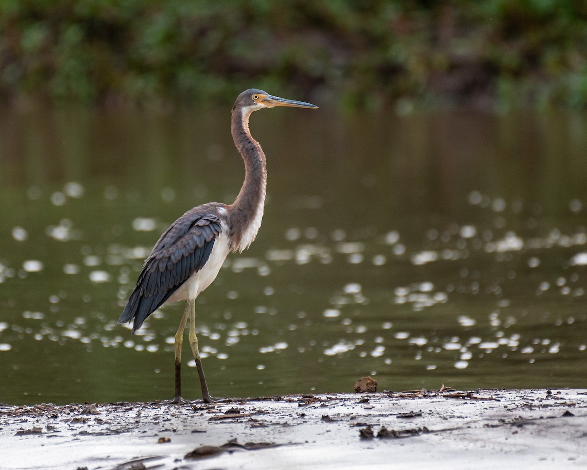Tricolored Heron - Mike Henry