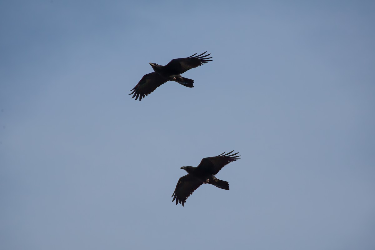 Brown-necked Raven - Chris Jones