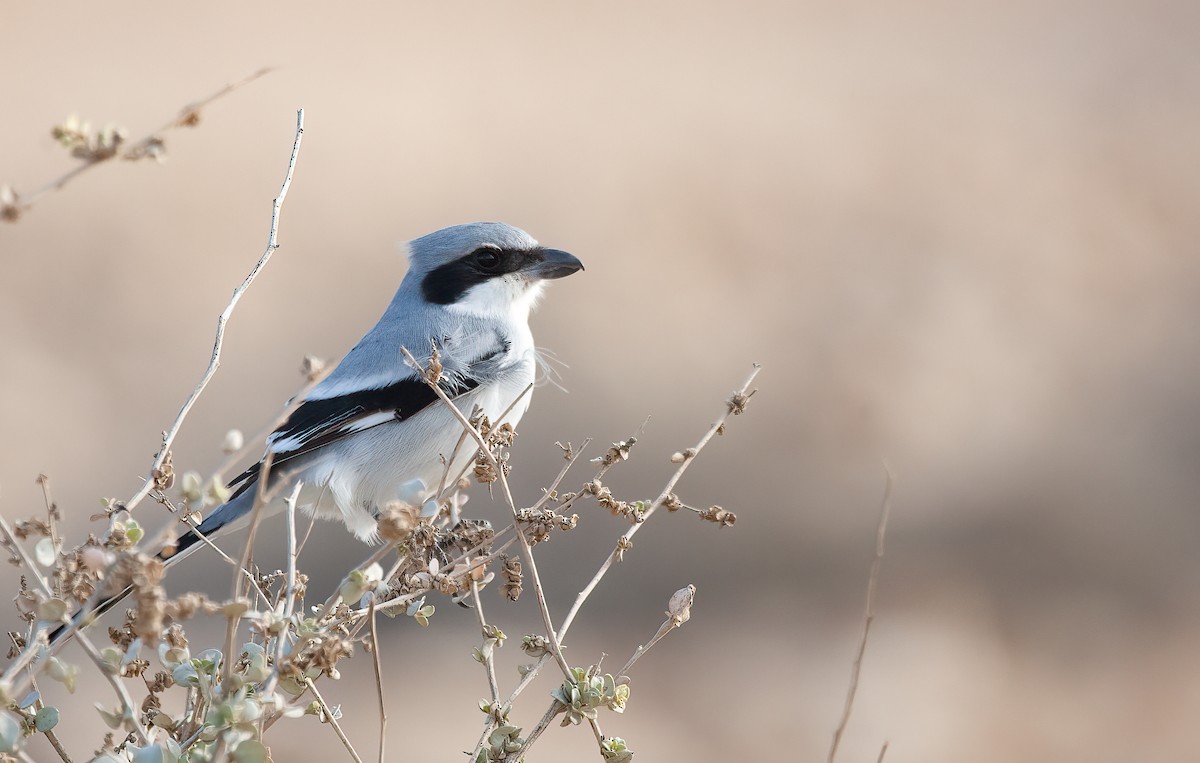 Great Gray Shrike - ML475144581