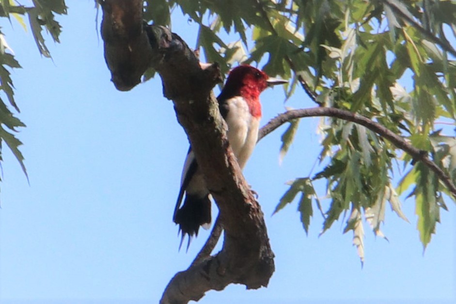 Red-headed Woodpecker - ML475145031