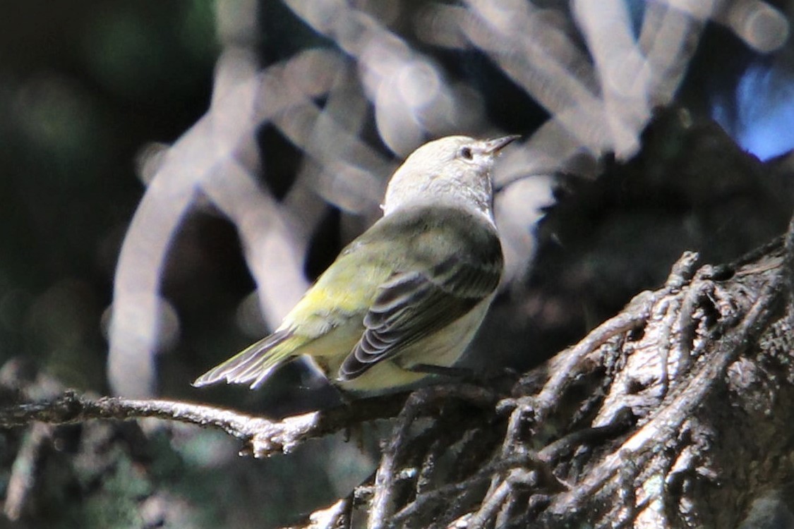 Cape May Warbler - ML475145821