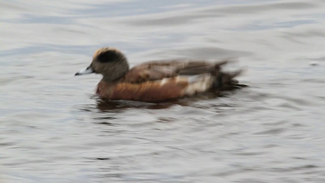 American Wigeon - ML475146