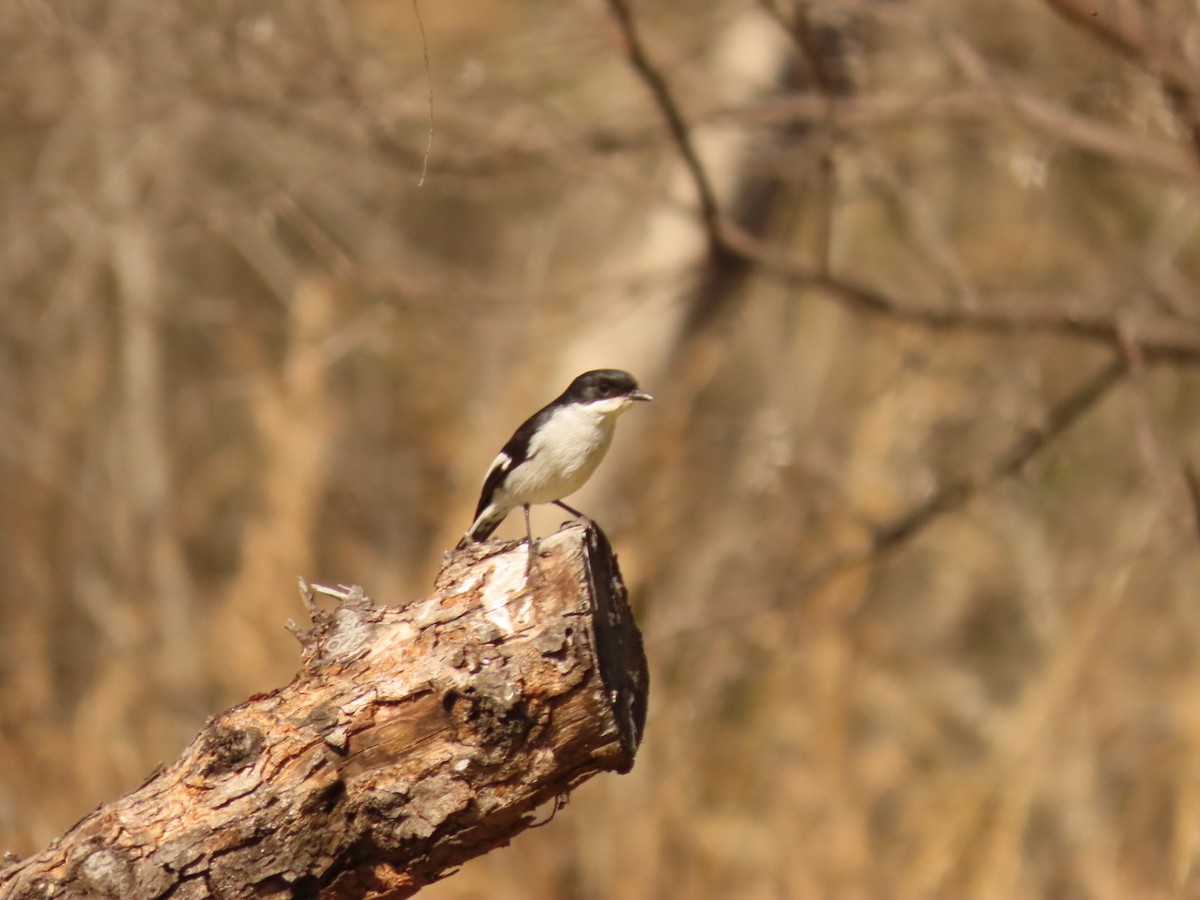 Fiscal Flycatcher - ML475146561