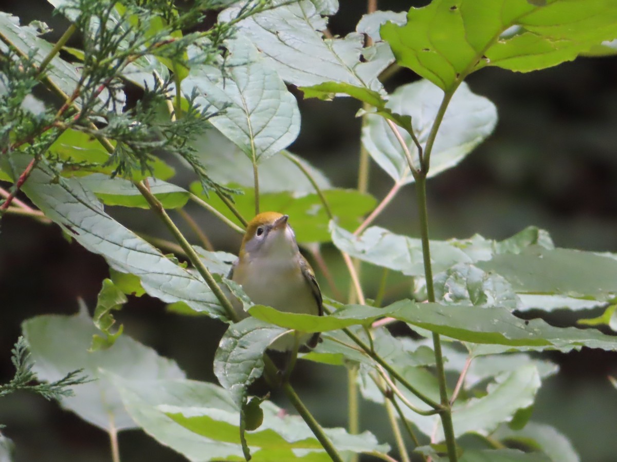 Chestnut-sided Warbler - ML475146591