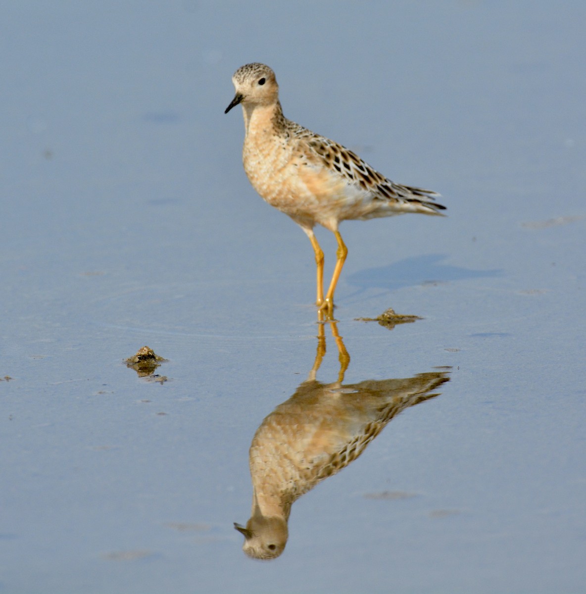 Buff-breasted Sandpiper - Gregory Pavelka