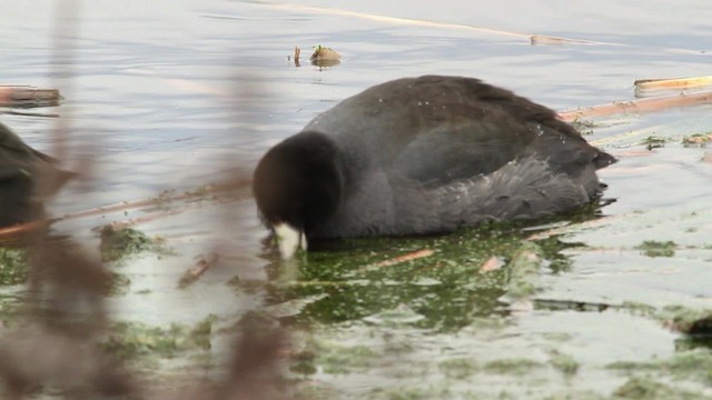 American Coot (Red-shielded) - ML475149