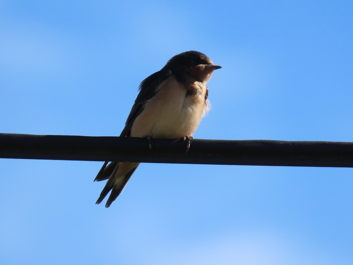 Golondrina Común - ML475149431