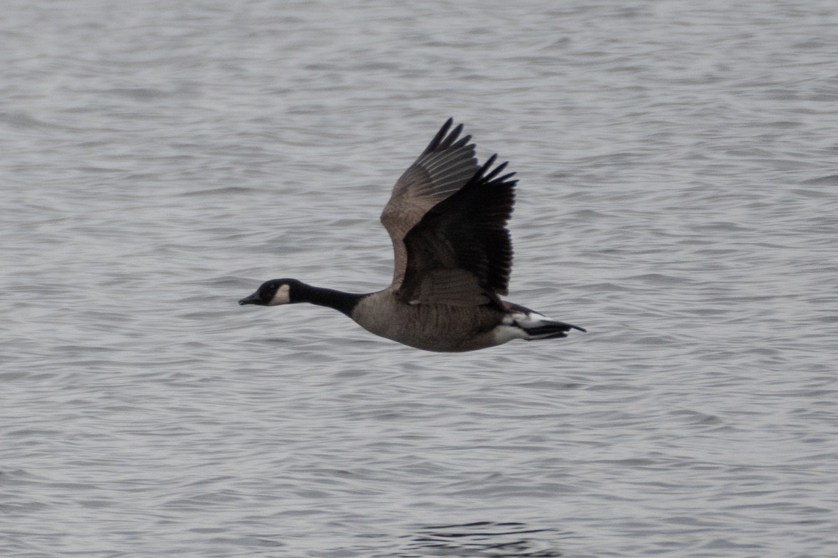 tanımsız Branta sp. - ML475149631