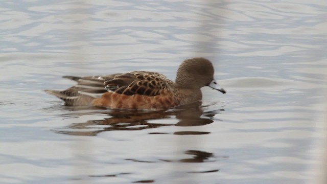 American Wigeon - ML475150