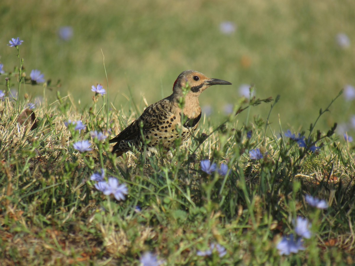 Northern Flicker - ML475150431