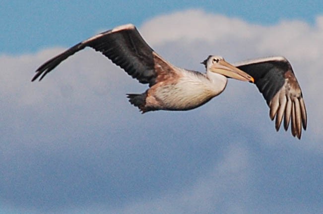 Pink-backed Pelican - ML475151111