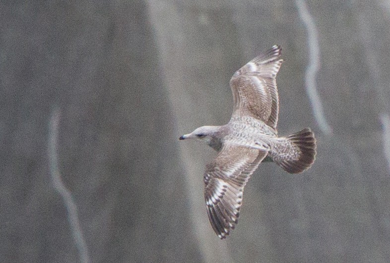 American Herring Gull - Brandon Holden