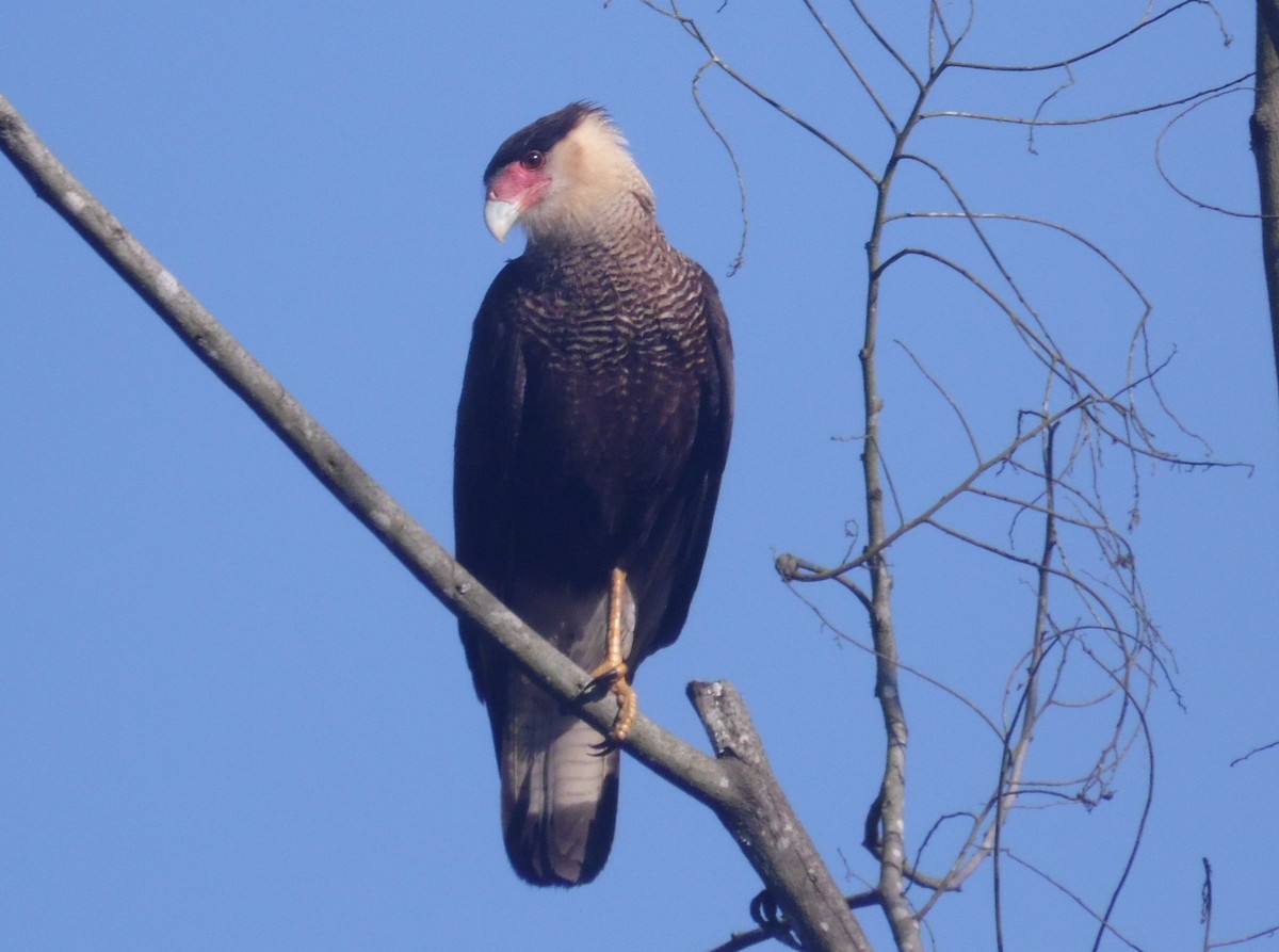 Crested Caracara - ML475152581
