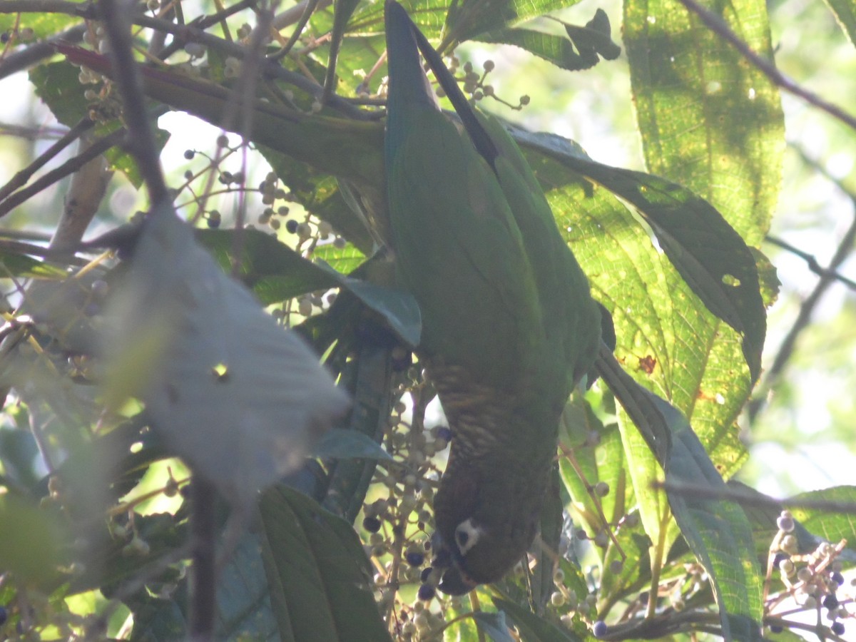 Maroon-bellied Parakeet - ML475152671