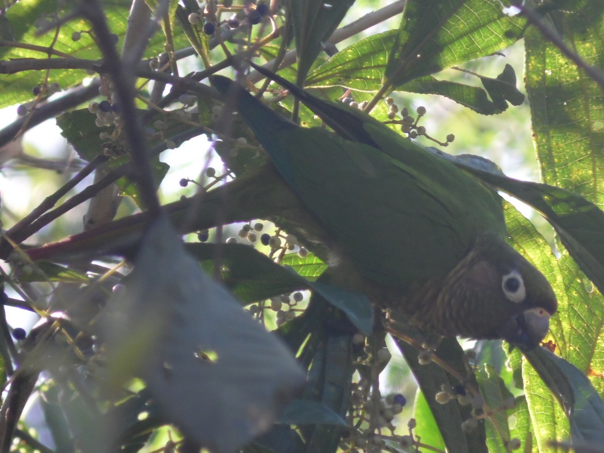 Maroon-bellied Parakeet - ML475152681