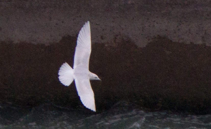 Iceland Gull (kumlieni/glaucoides) - Brandon Holden