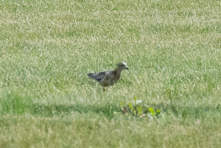 Buff-breasted Sandpiper - ML475153751